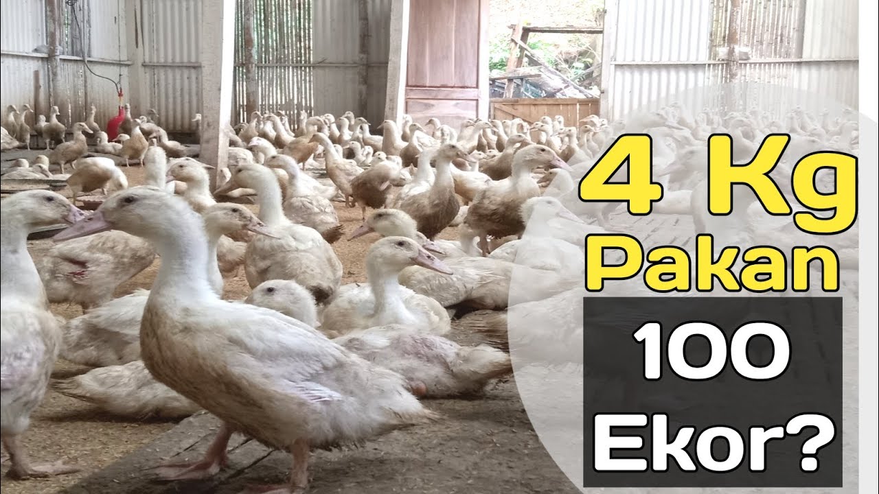 Pakan Campuran Bebek Pedaging 100 Ekor