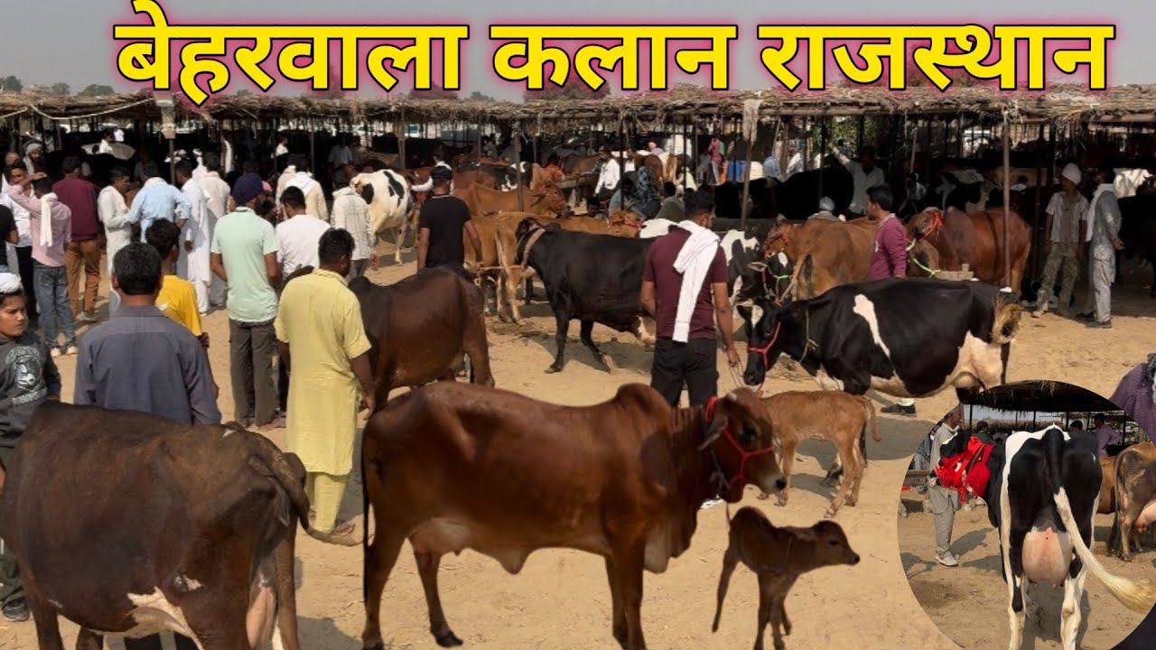 5 November गिर,साहिवाल,hf की टॉप नगीना,पशु मंडी हनुमानगढ़ राजस्थान #cowdairyfarm #पंड्या_डेयरी_फार्म