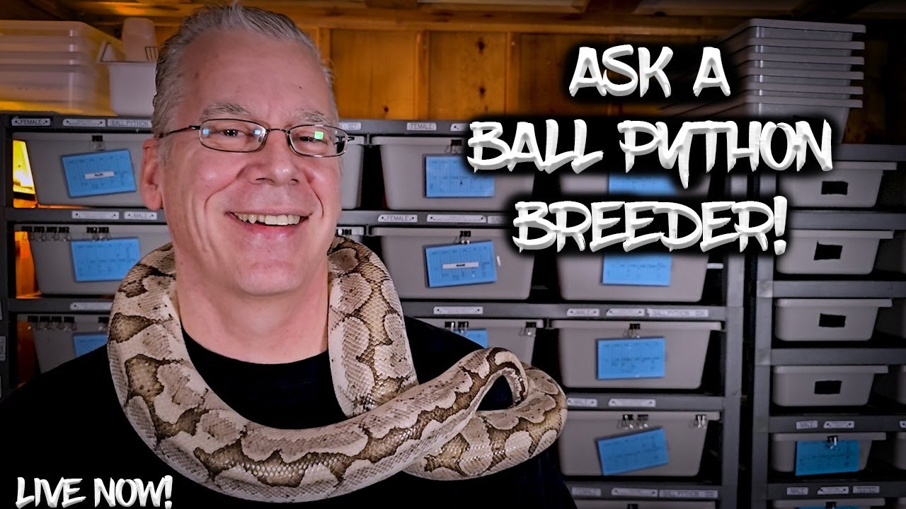 Chris Hardwick Reptiles is Live!  Let's talk Ball Pythons!