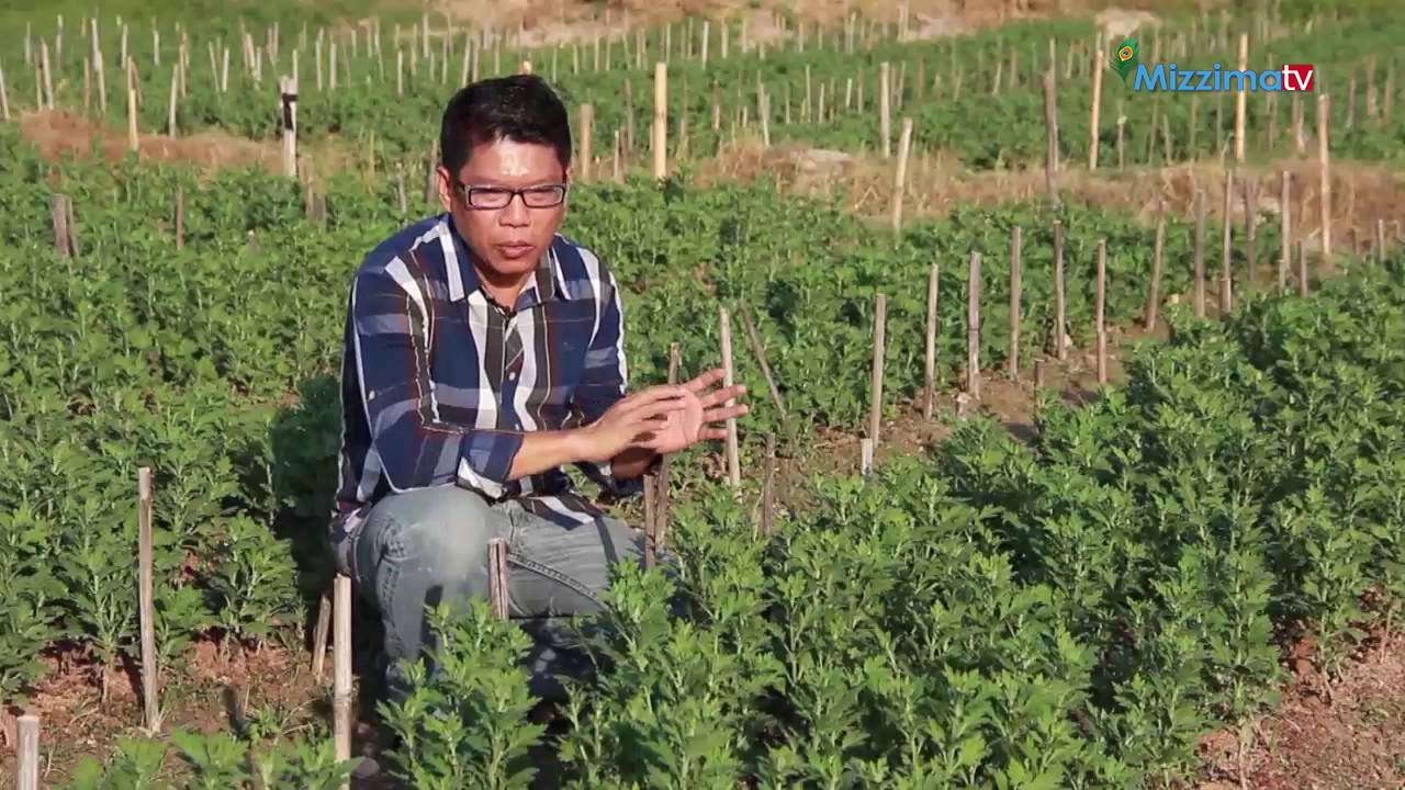 စိုက္ပ်ိဳးေပ်ာ္ရႊင္ သိေစခ်င္ ဂႏၶမာပန္း စိုက္ပ်ိဳးျခင္း