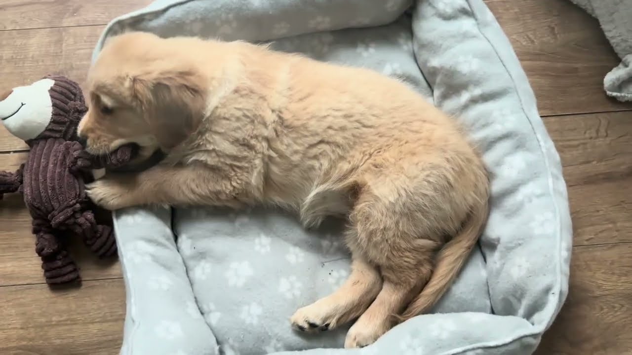My First Toy!!! 🧸🐾 Golden Retriever Puppy Sophie