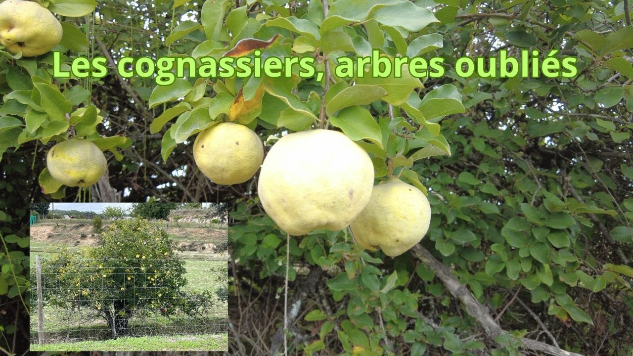 Les cognassiers, arbres oubliés