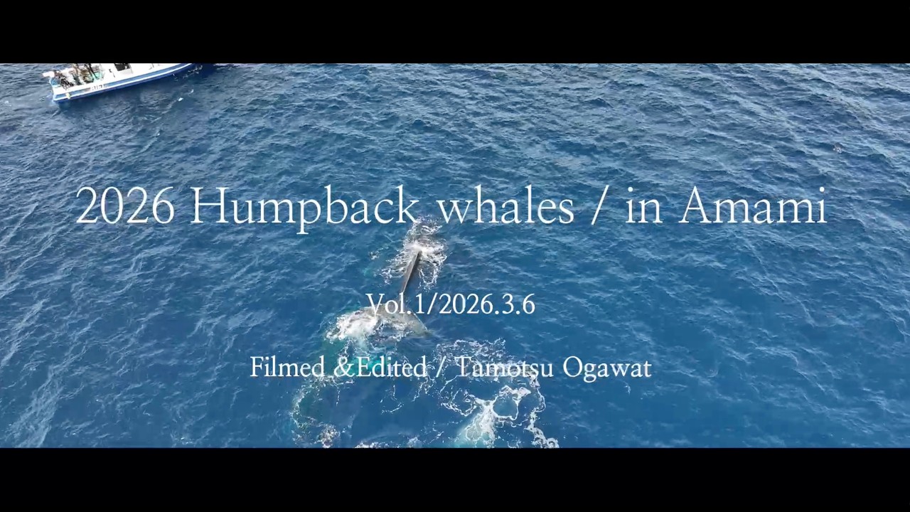 Amami Whales 2026 vol.1 / 2026.3.6