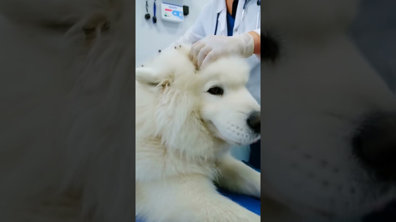 Vet Care Moments