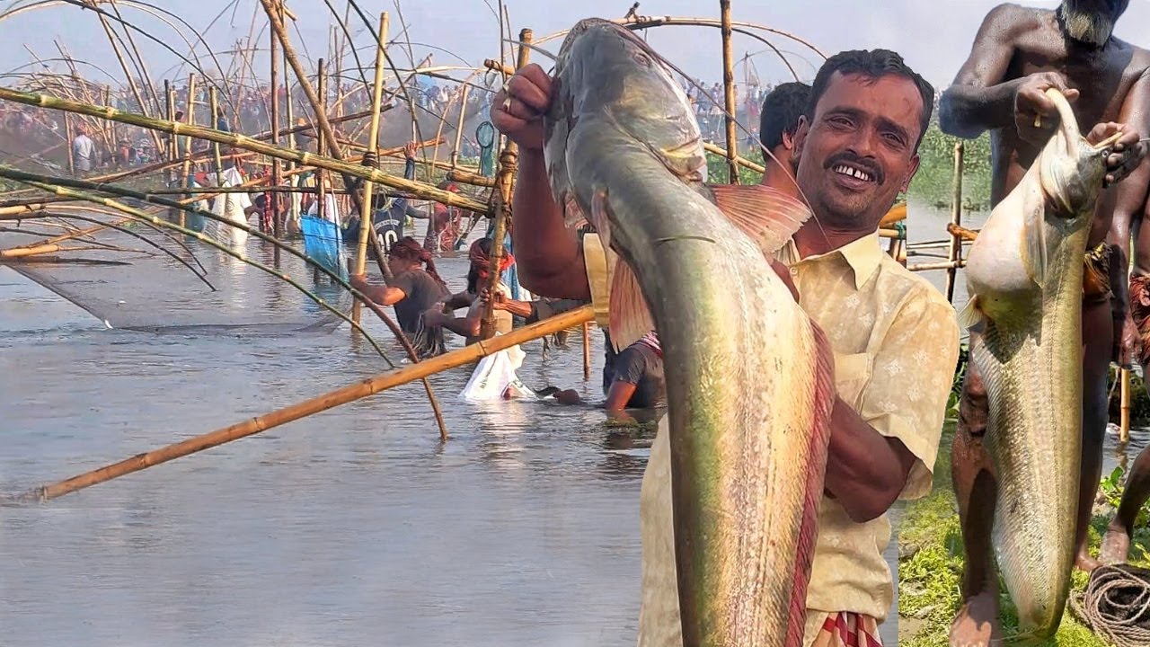 চলনবিলে বোয়াল মাছ ধরার ধুম পর্ব-২|Boal Fish Catching
