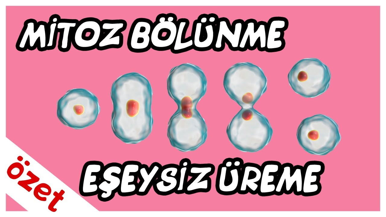 Mitoz Bölünme ve Eşeysiz Üreme Özet / TYT Biyoloji