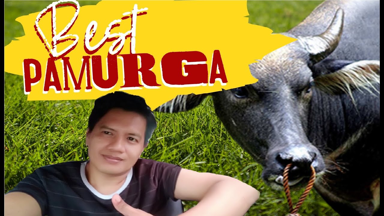 Pihakamabisang Pamurga ng Kalabaw ~ 👍 Best Carabao Dewormer  ~ Veterinarian in the Philippines