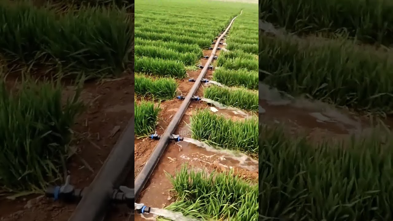 PE Irrigation Pipe &ndash; Super Smooth Water Flow #shorts #agriculture #farming #watertech #diyirrigate