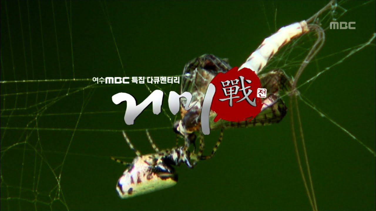 [특집다큐] 거미전(戰) #1