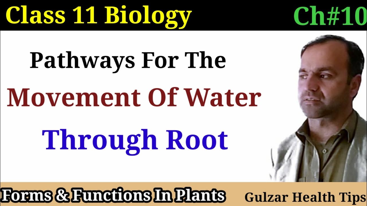 Pathways for the movement of water through Root | forms and function in plants | class 11  Biology.