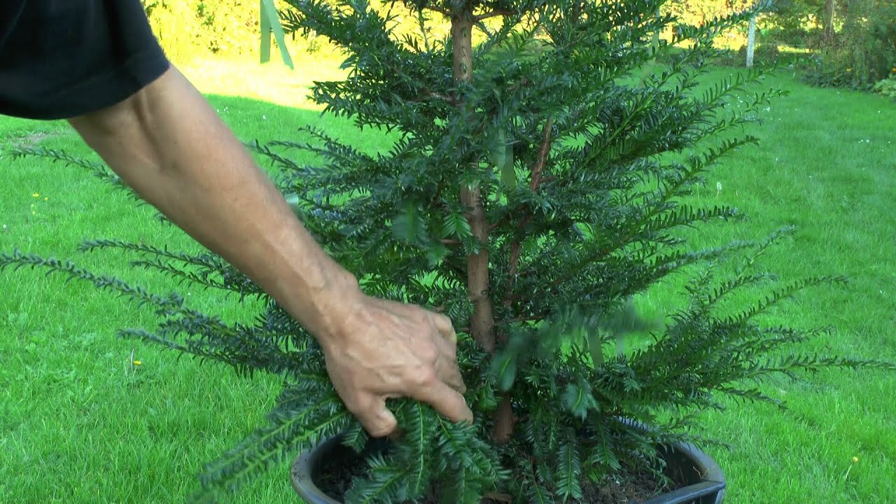 Gartenbonsai Taxus baccata, Eibe Grundgestaltung