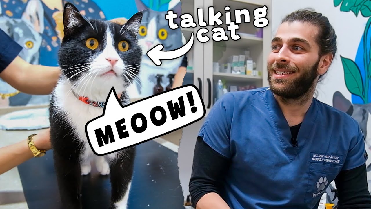 Кот мяукает так мило! (Очаровательный кот говорит!)