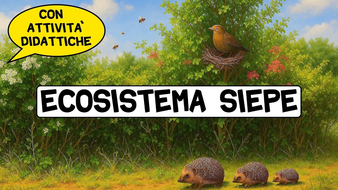 🌱🌱 ECOSISTEMA SIEPE 🦔🐝🦉 Lezione + Attività Didattiche ✍🏻 #siepe #ecosistema #biodiversità #scienze