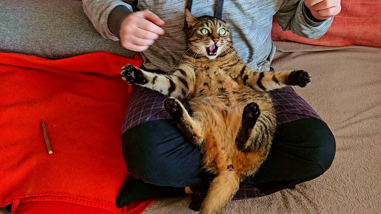 Touch my belly if you dare!