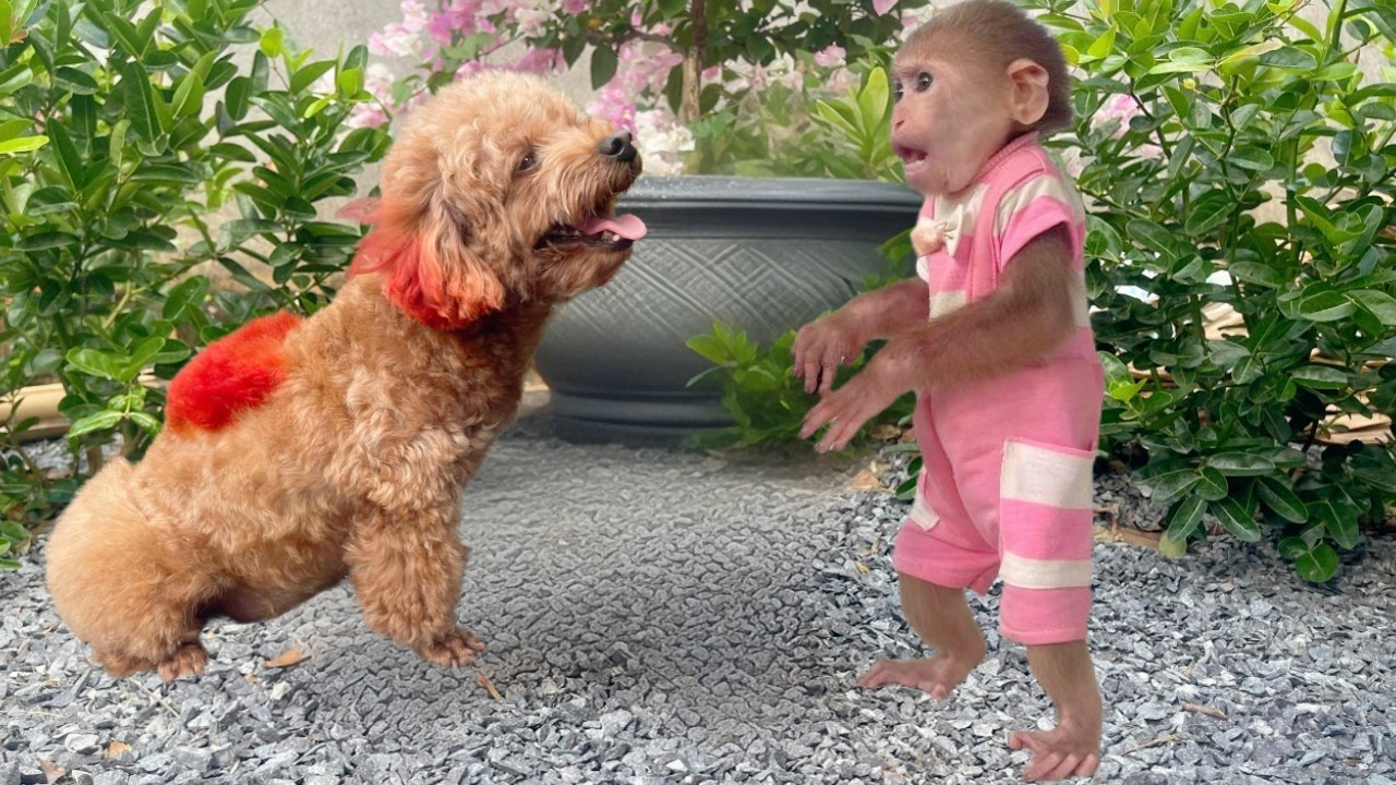 Lulu unexpectedly met her adorable friend while taking a walk