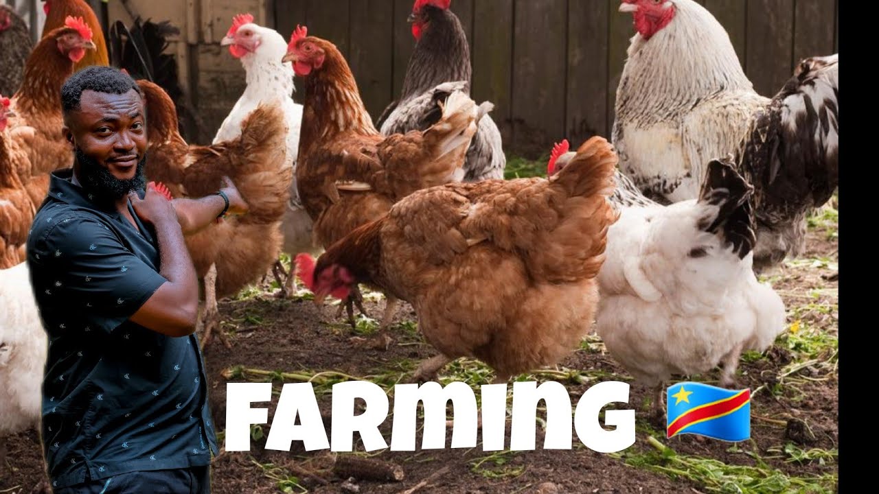 Farming in Congo Kinshasa in 2024 Ep. 1|| Building a House & Starting Poultry Farming