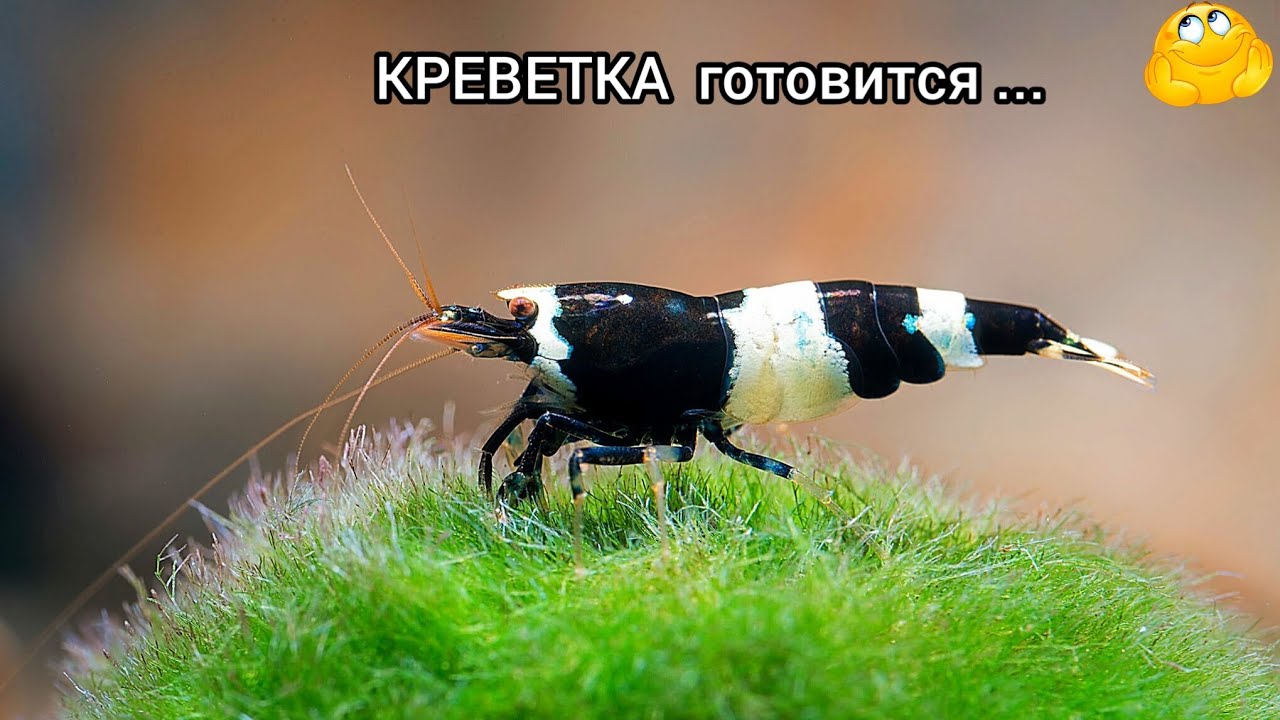 Креветка готовится к икромёту.