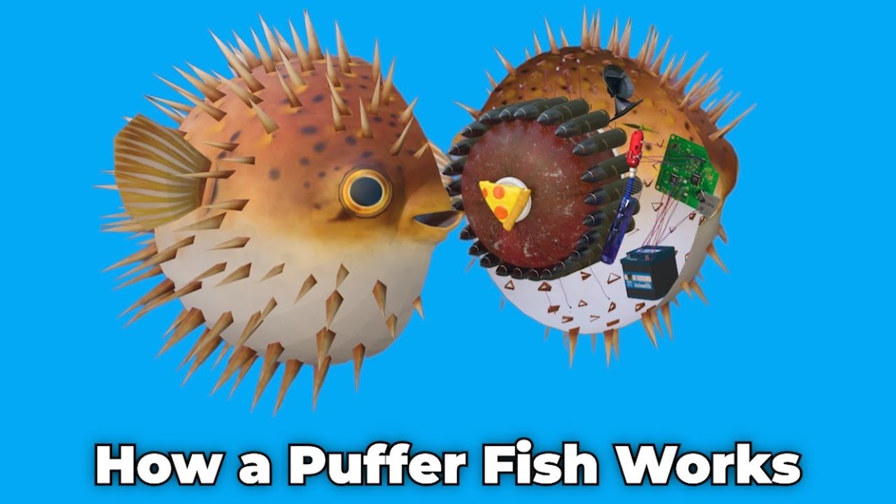 How a Puffer Fish Works