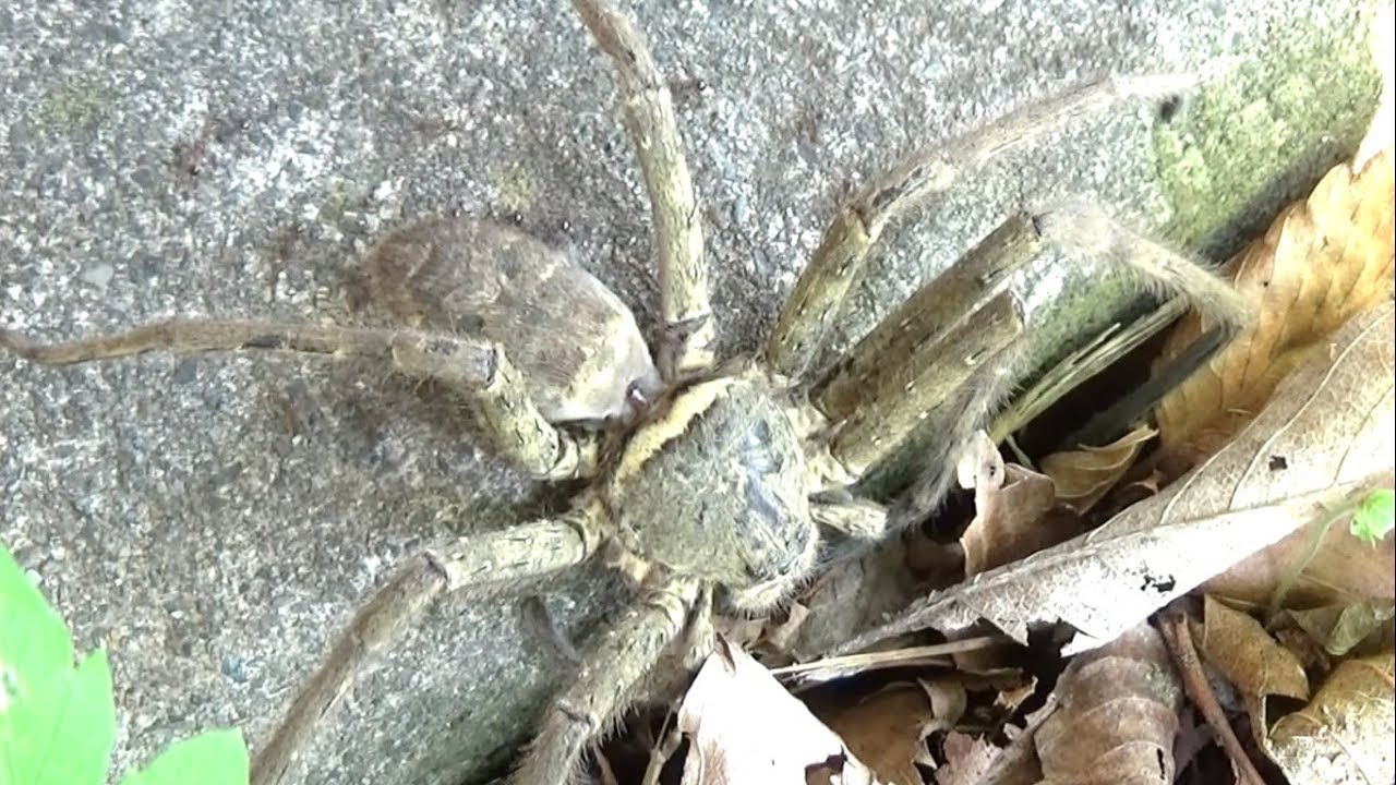 【閲覧注意】ゴキブリを食べまくってタランチュラみたいに巨大化したクモがヤバすぎた