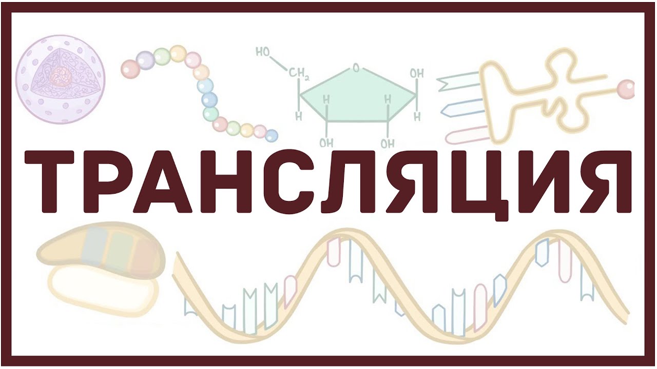 Трансляция РНК | синтез белка, биология и физиология клетки