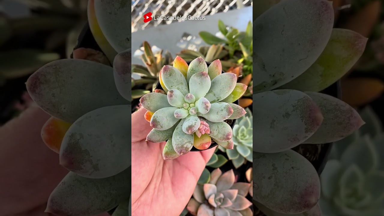 Suculentas 💚 #shorts #succulents #suculentas #plants #garden