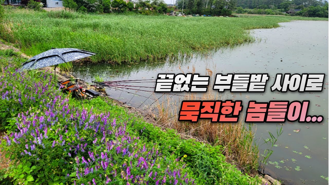 끝없는 부들밭 사이에서 묵직한 놈들이 기어 나온다