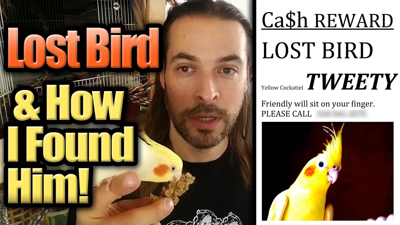 When My Bird Flew Away, How I Found Him