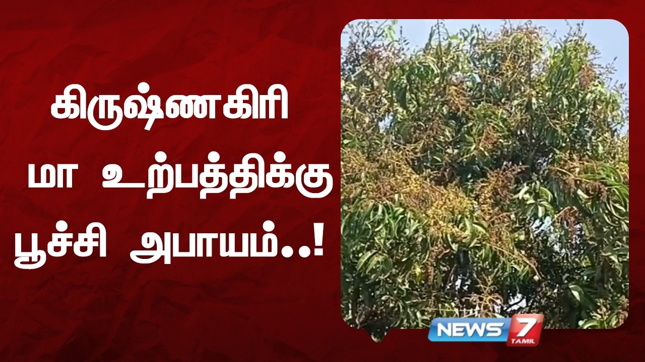 பூச்சி தாக்குதல் காரணமாக மா விளைச்சல் பாதிப்பு | கிருஷ்ணகிரி விவசாயிகள் கவலை! - NEWS7 TAMIL
