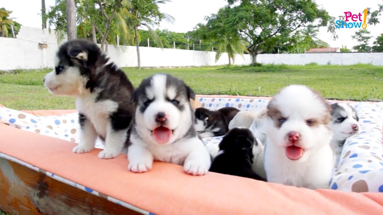 Conheça tudo sobre a raça Husky Siberiano | TV Pet Show
