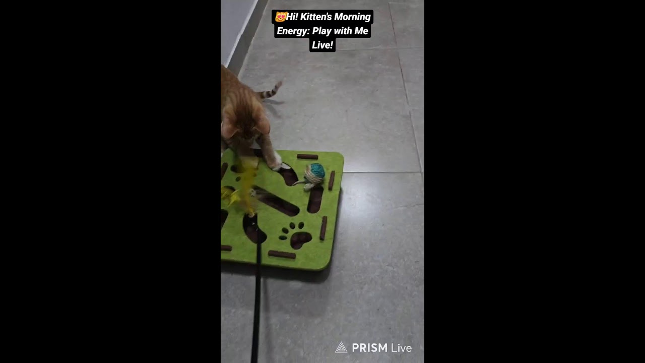 Прямая трансляция Jumanji - Happy  Paws – Call of Adventure