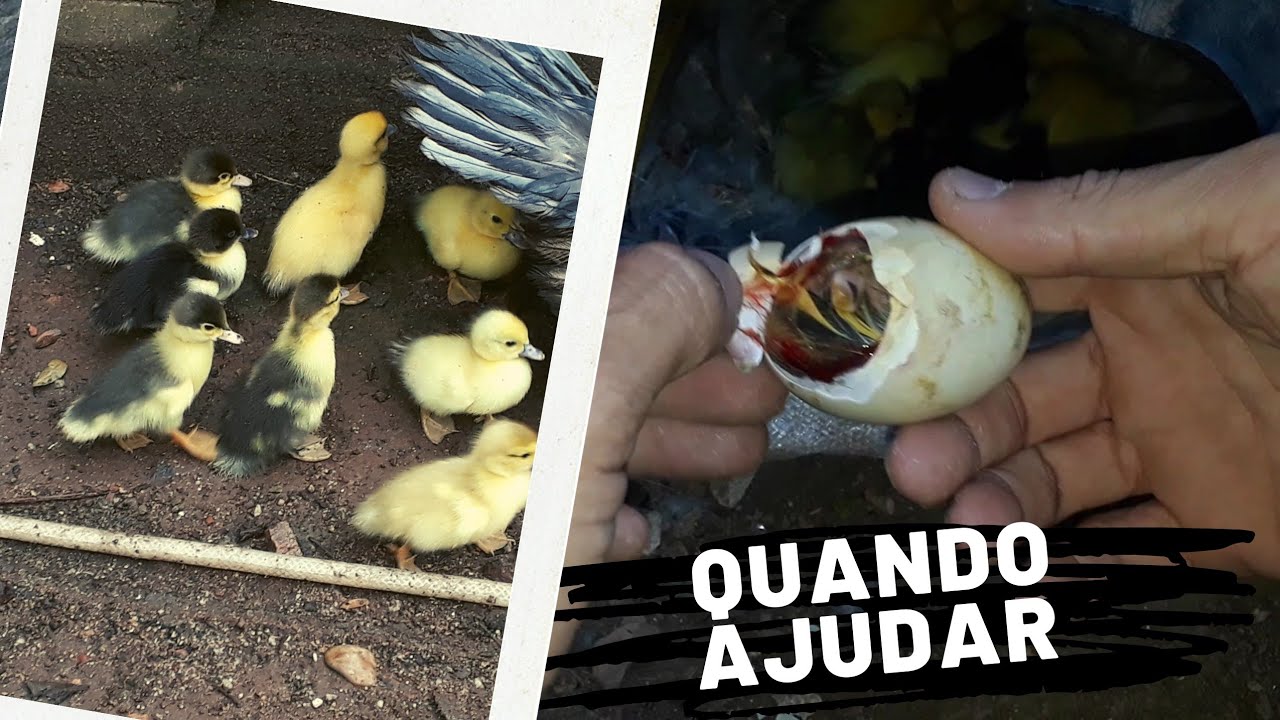 nascendo vários patinhos / QUANDO AJUDAR O PATINHO A NASCER.?