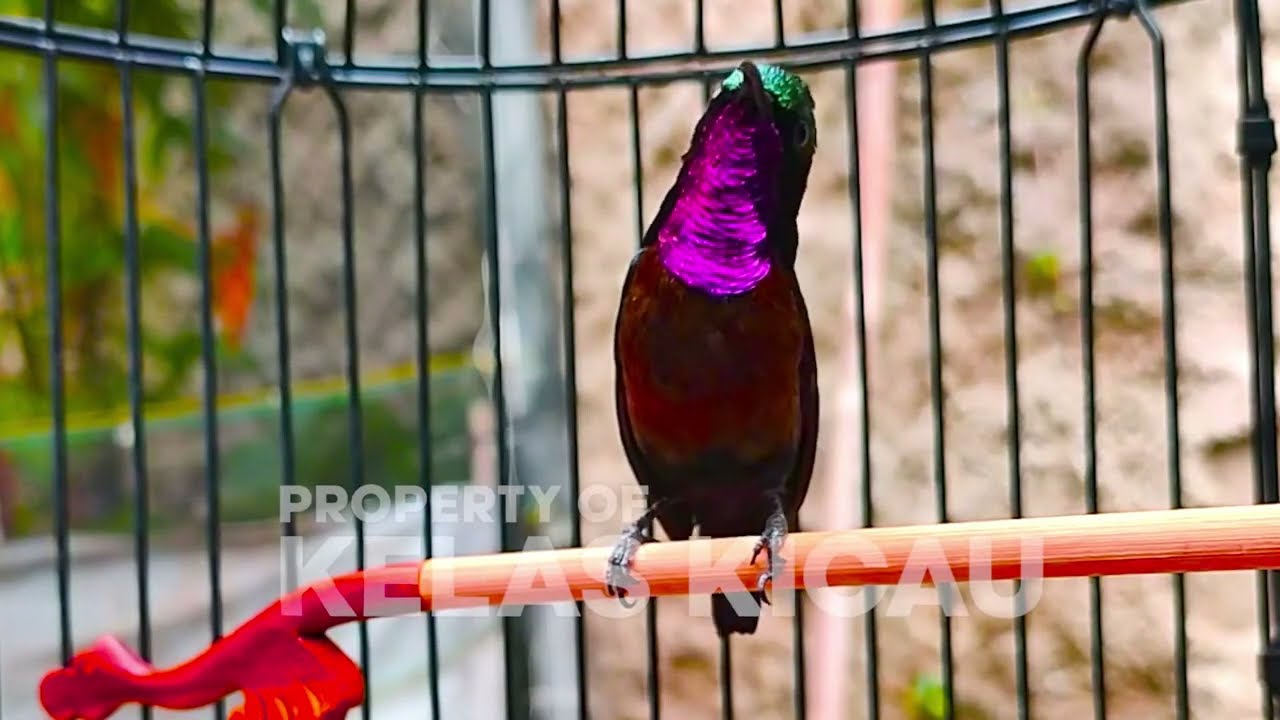 KONIN GACOR FULL NEMBAK ISIAN BREN CIBLEK SEJALUR !! MASTERAN KOLIBRI NINJA EMOSI BONGKAR MATERI