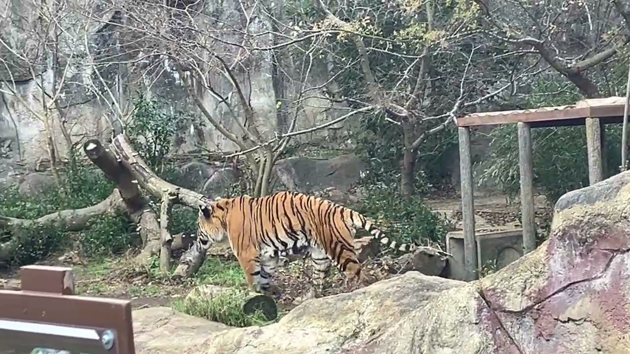 とべ動物園（ベンガル）トラ　オウガ　2026/1/3