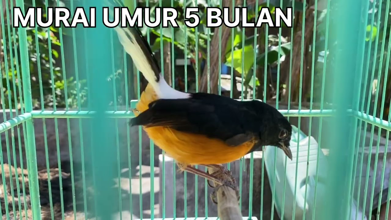 MELIHAT PERKEMBANGAN MURAI BORNEO UMUR 5 DAN 6 BULAN !!! #muraibatu #muraibatuboreno #kalimantan 