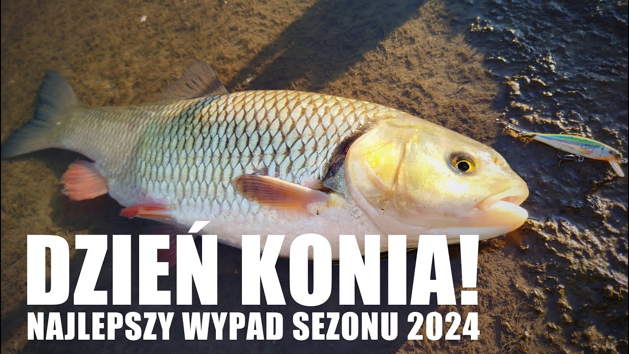 Dzień konia! Najlepszy wypad w 2024 roku! Klenie, bolenie, okoń
