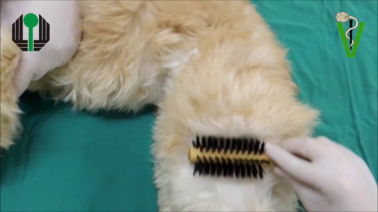 Massagem com escova - Cuidados de enfermagem e fisioterapia em animais com doenças neurológicas