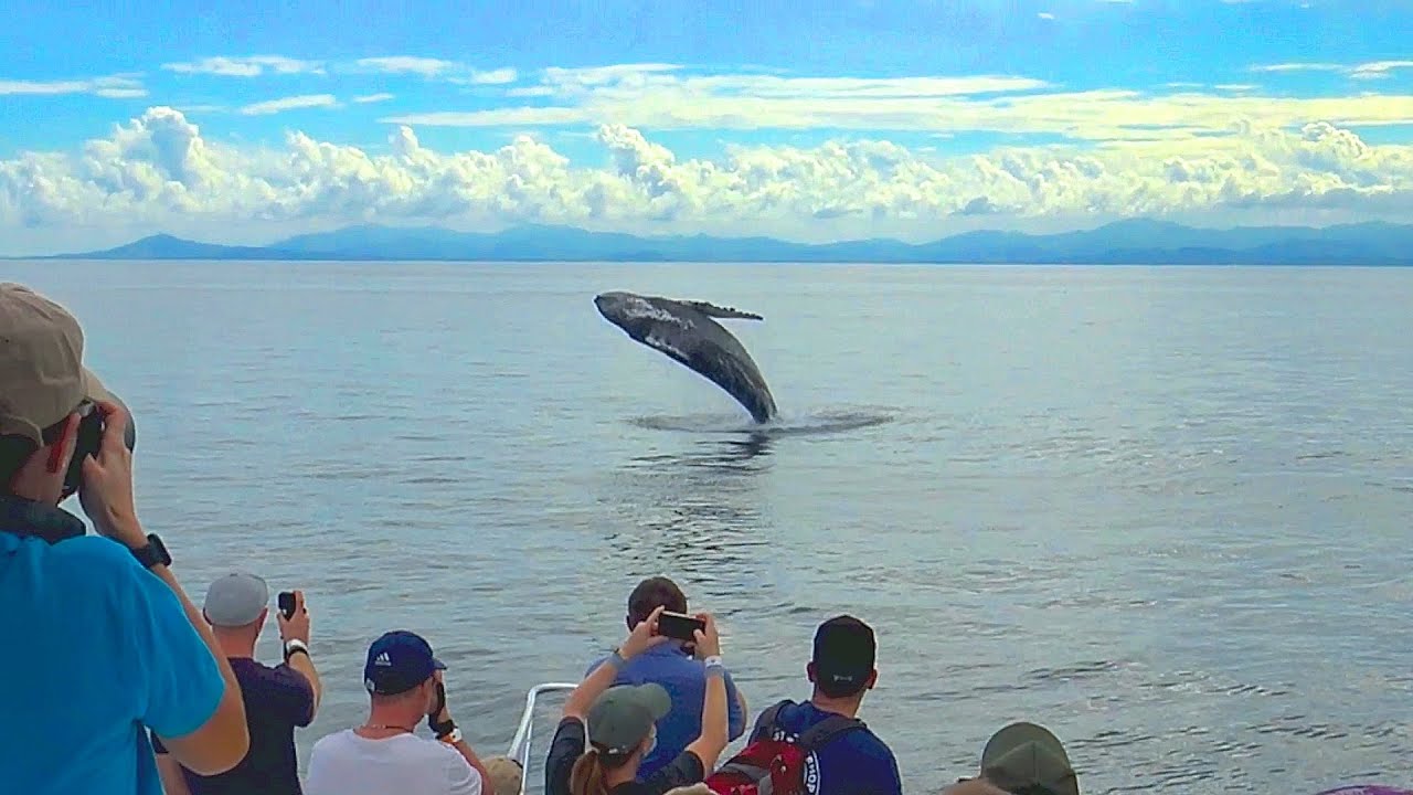 Whale Wartching Samana