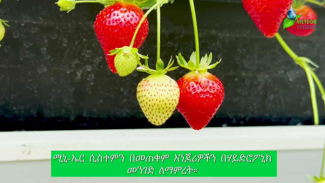 Strawberry Demonstration Day Ethiopia