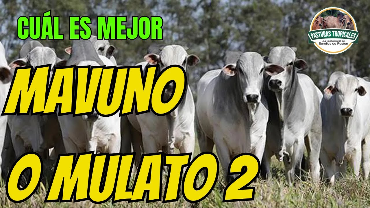 Mavuno vs Mulato 2 🌿 ¿Cuál pasto es mejor? #ganaderiacolombiana #ganaderoscolombia