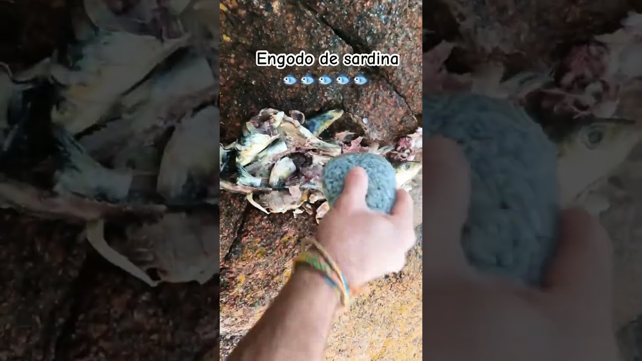 Engodo de Sardina