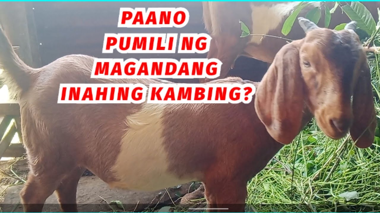 PAANO PUMILI NG MAGANDANG INAHING KAMBING