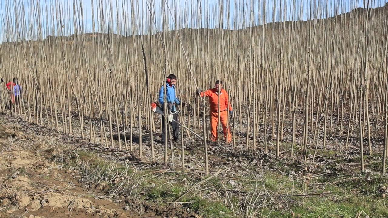 Anbau von Pappelpflanzen Voraussetzungen für hohe Qualität