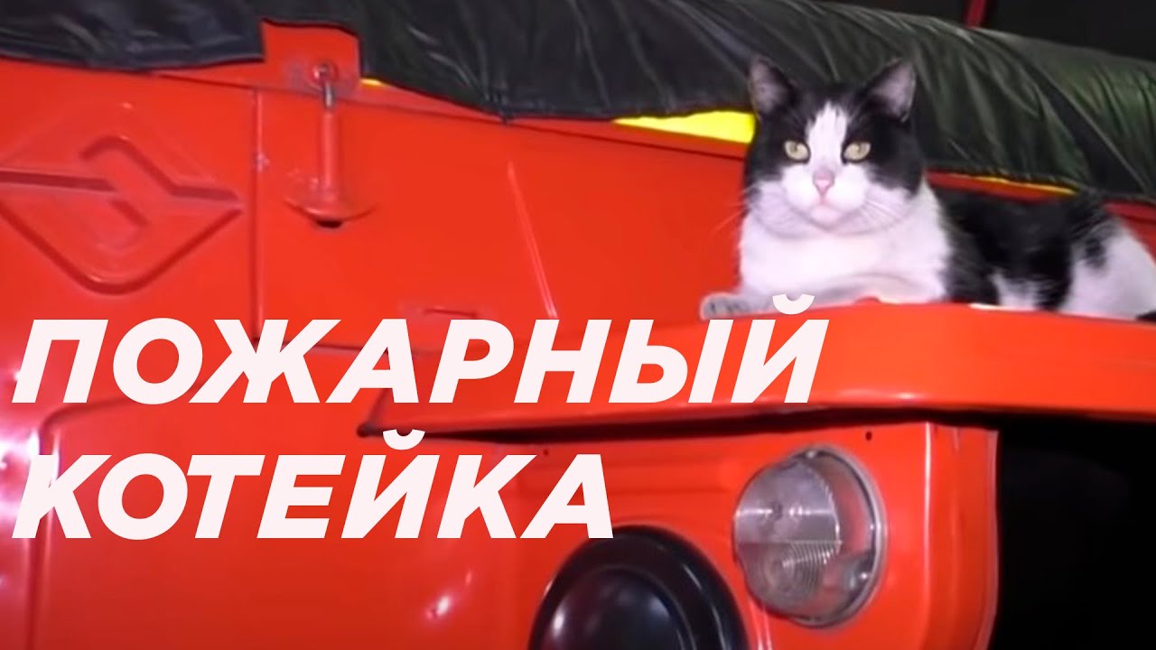 Пожарные спасли кота и взяли себе. Кот Гидрант после пожара живет в части МЧС