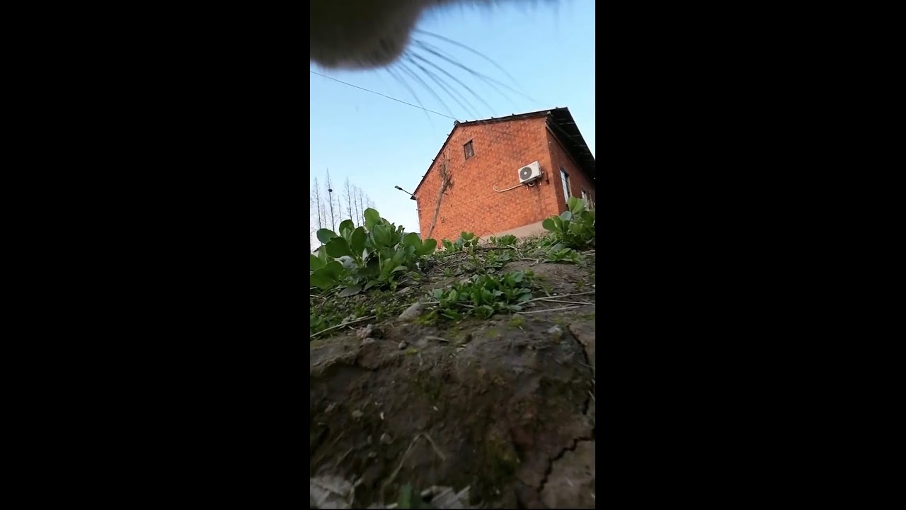Cat POV Cam Live Stream | Real Outdoor Cat Exploration