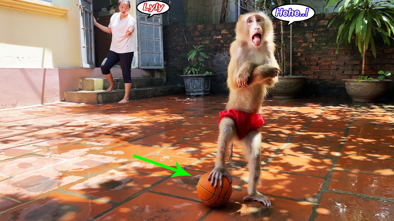 Mom couldn't help but laugh when monkey Lyly did this after the rain