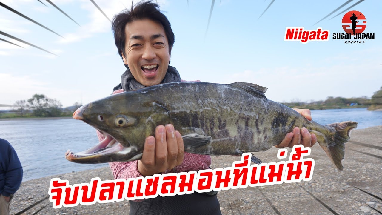 [Eng Sub] Catch Salmon | จับปลาแซลมอนฝูงใหญ่ที่นีงะตะ SUGOI JAPAN  Ep225 Niigata