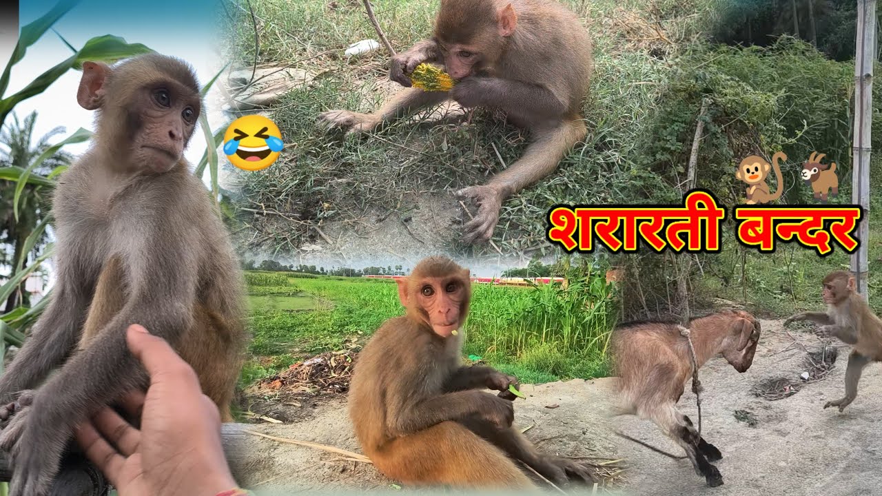 मेरे गांव का छोटकू बंदर