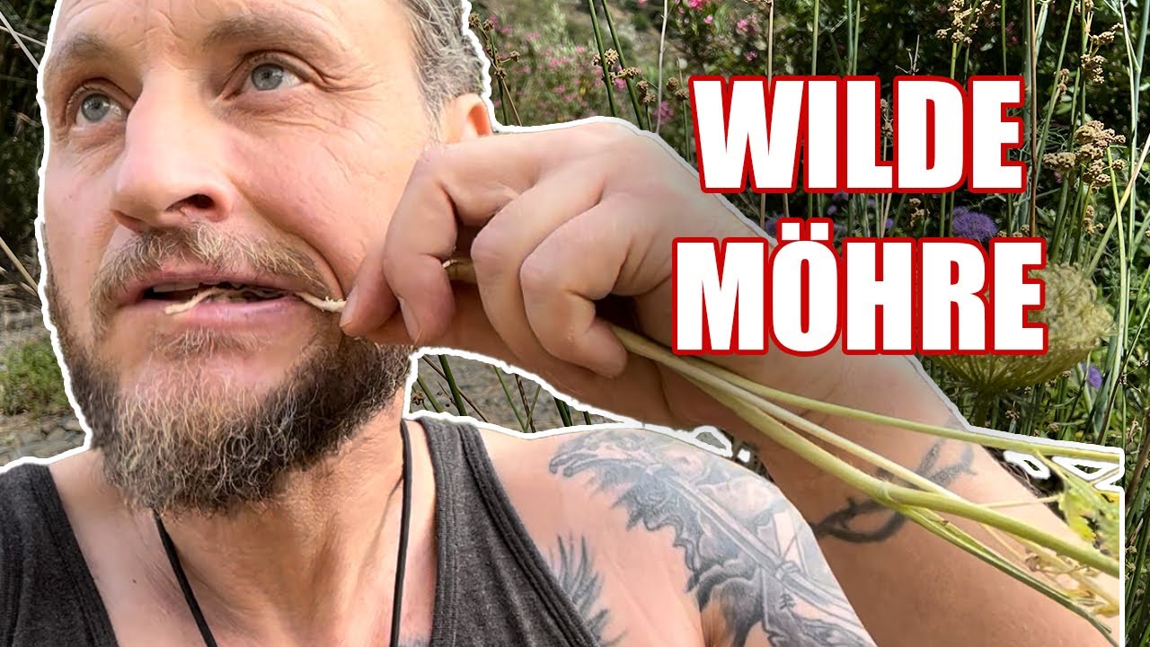 Wilde Möhre in der Natur finden und nutzen