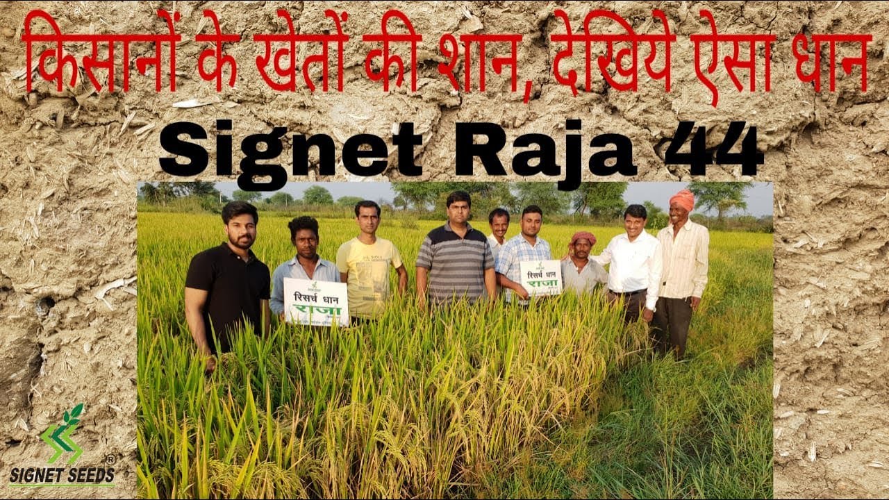 रिसर्च धान सिगनेट राजा (सिगनेट 44 ) ने किया कमाल, हर किसान मालामाल | Signet Raja 44 | Signet Seeds