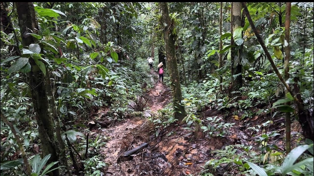 Camino Oculto En La Selva: Rio, Insectos y Árboles En Movimiento 